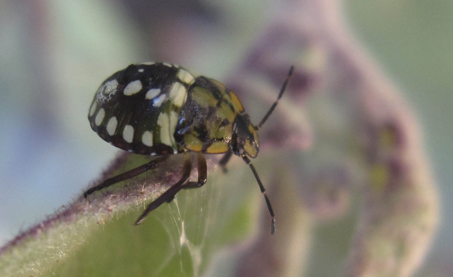 Pentatomidae: juv. di Nezara viridula